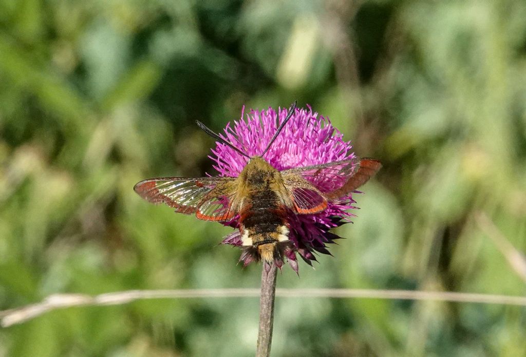 Aiuto id. Macroglossum stellatarum? No, Hemaris fuciformis - Sphingidae